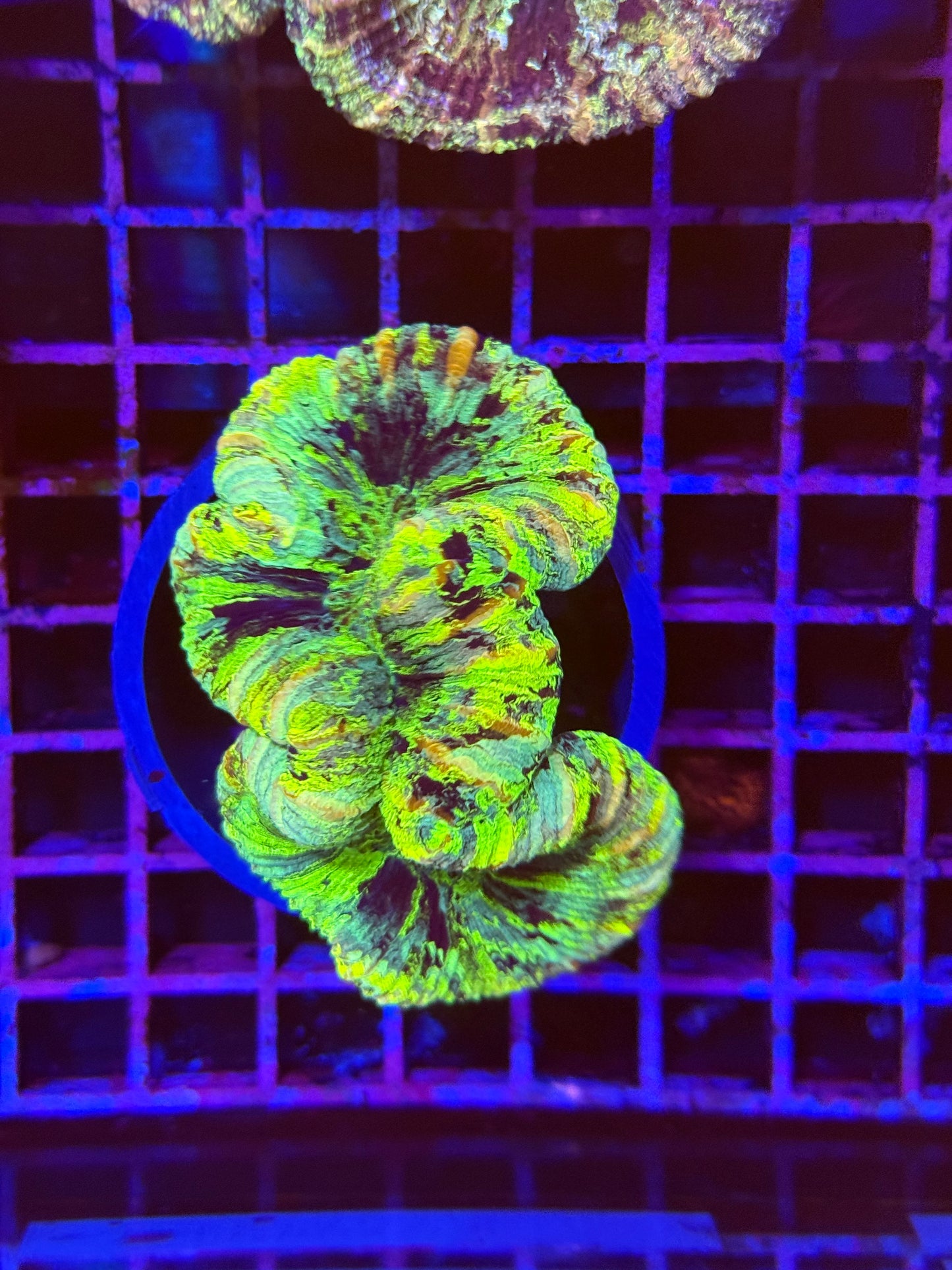 S Trachyphyllia (🇦🇺) #29