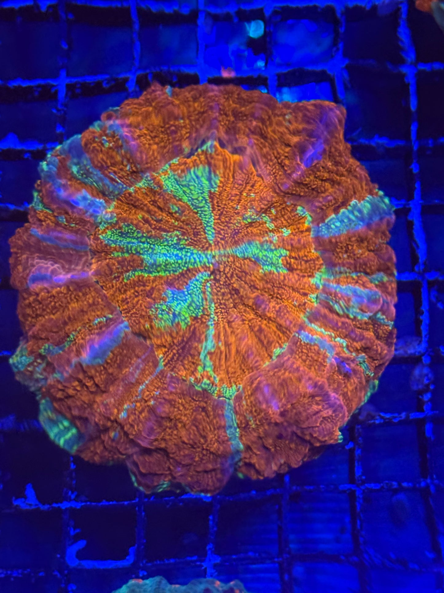 Acanthophyllia #1