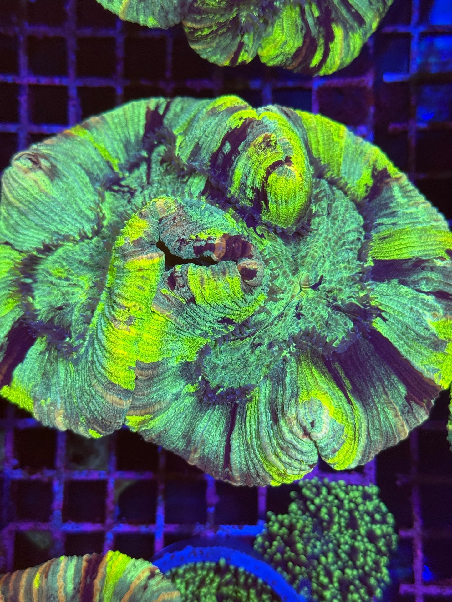 L Trachyphyllia (🇦🇺) #17