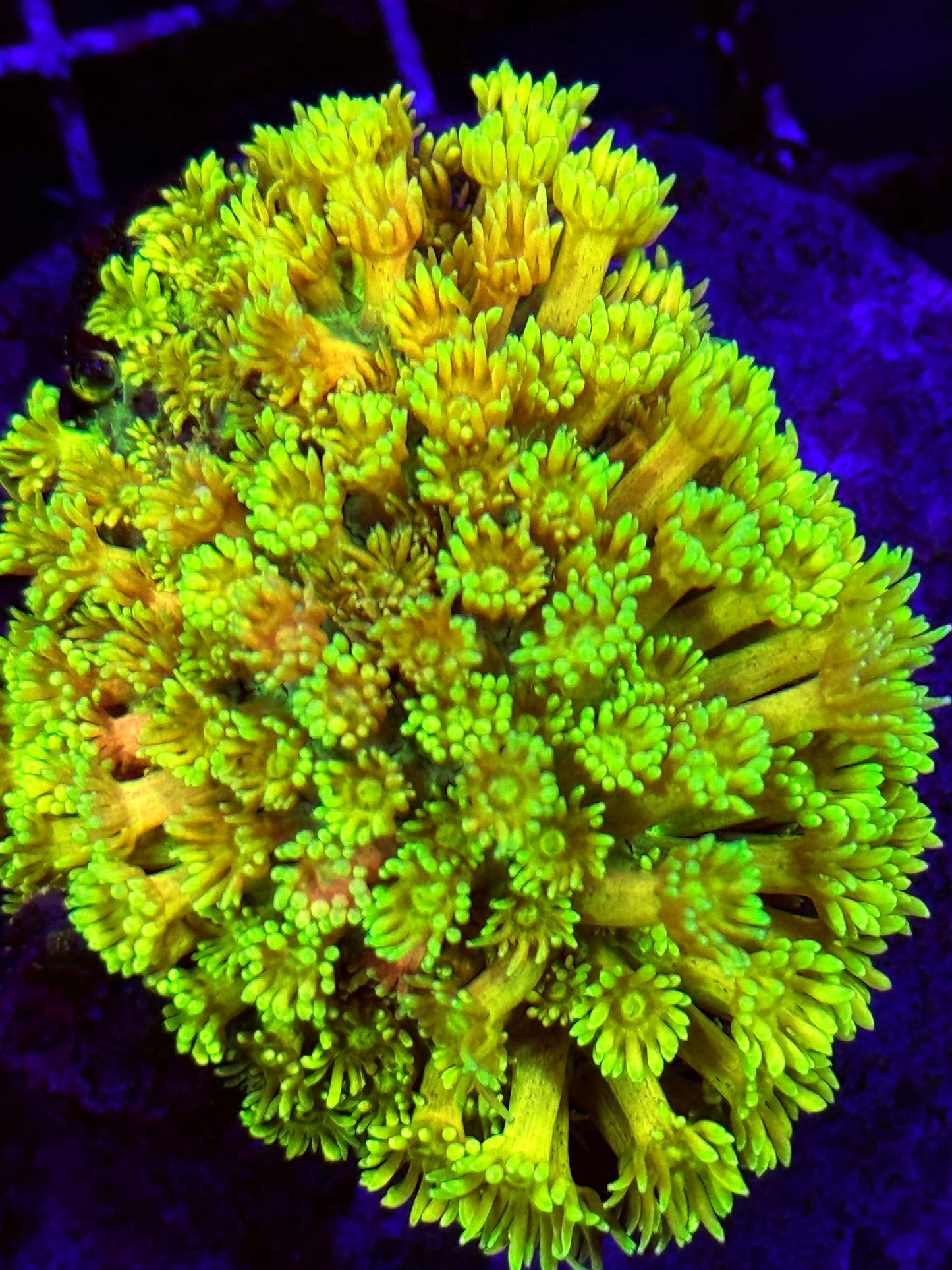 Yellow Goniopora (🇮🇩)