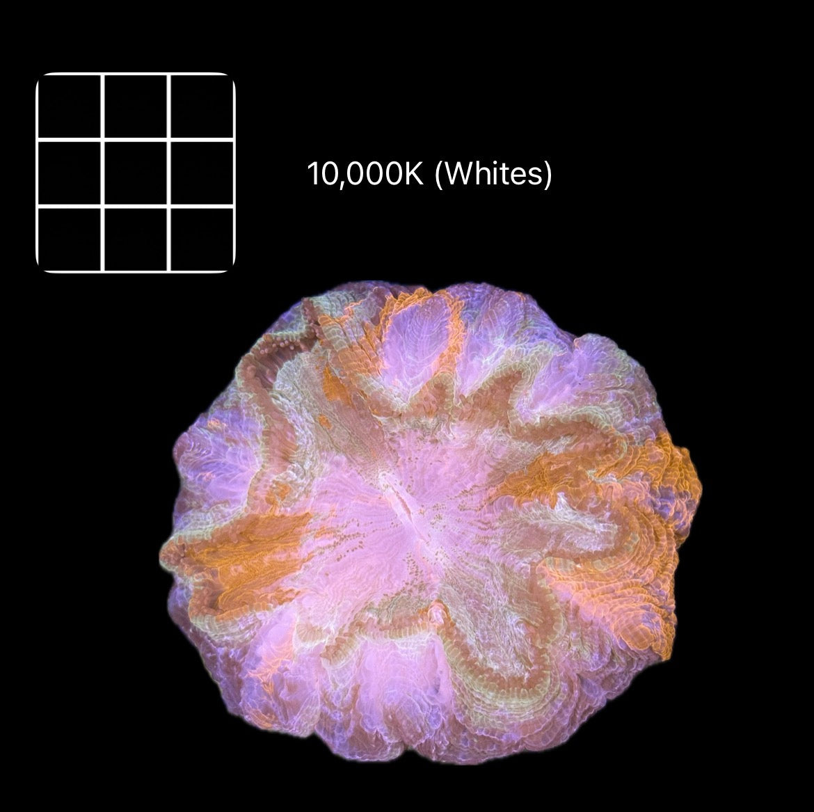 Super Splatter Acanthophyllia #3