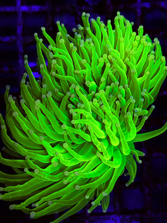 Cotton Candy Torch Coral (🇮🇩)