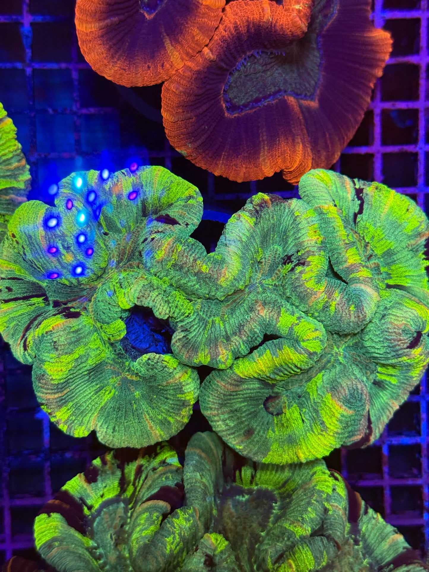 M Trachyphyllia (🇦🇺) #25