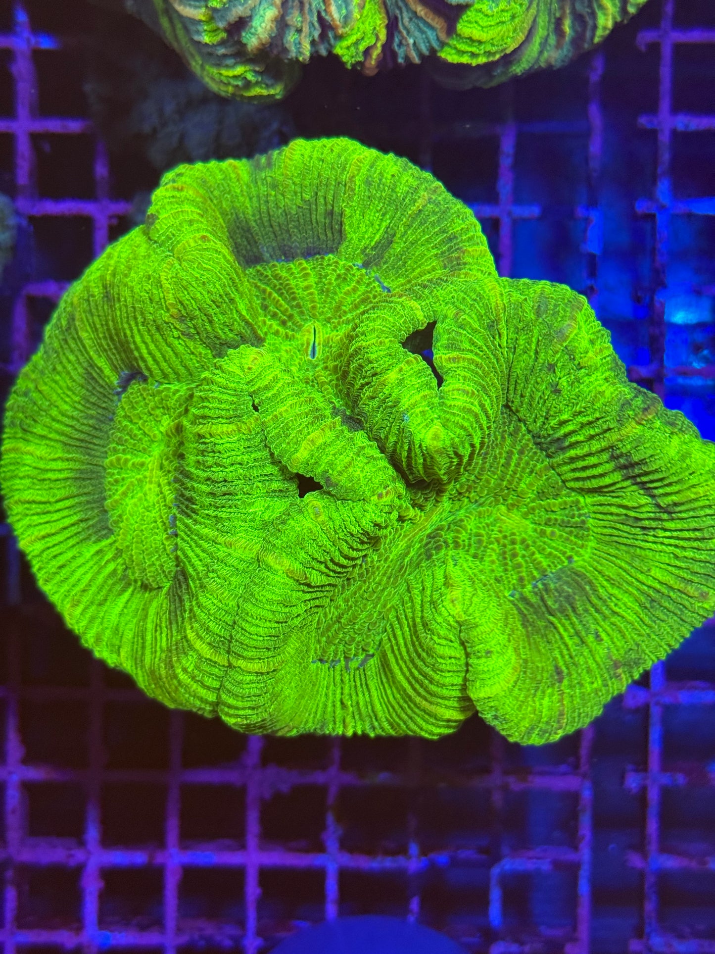 L Trachyphyllia (🇦🇺) #15