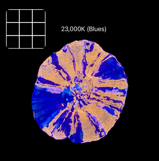 Ultra War-Paint Scolymia Australis