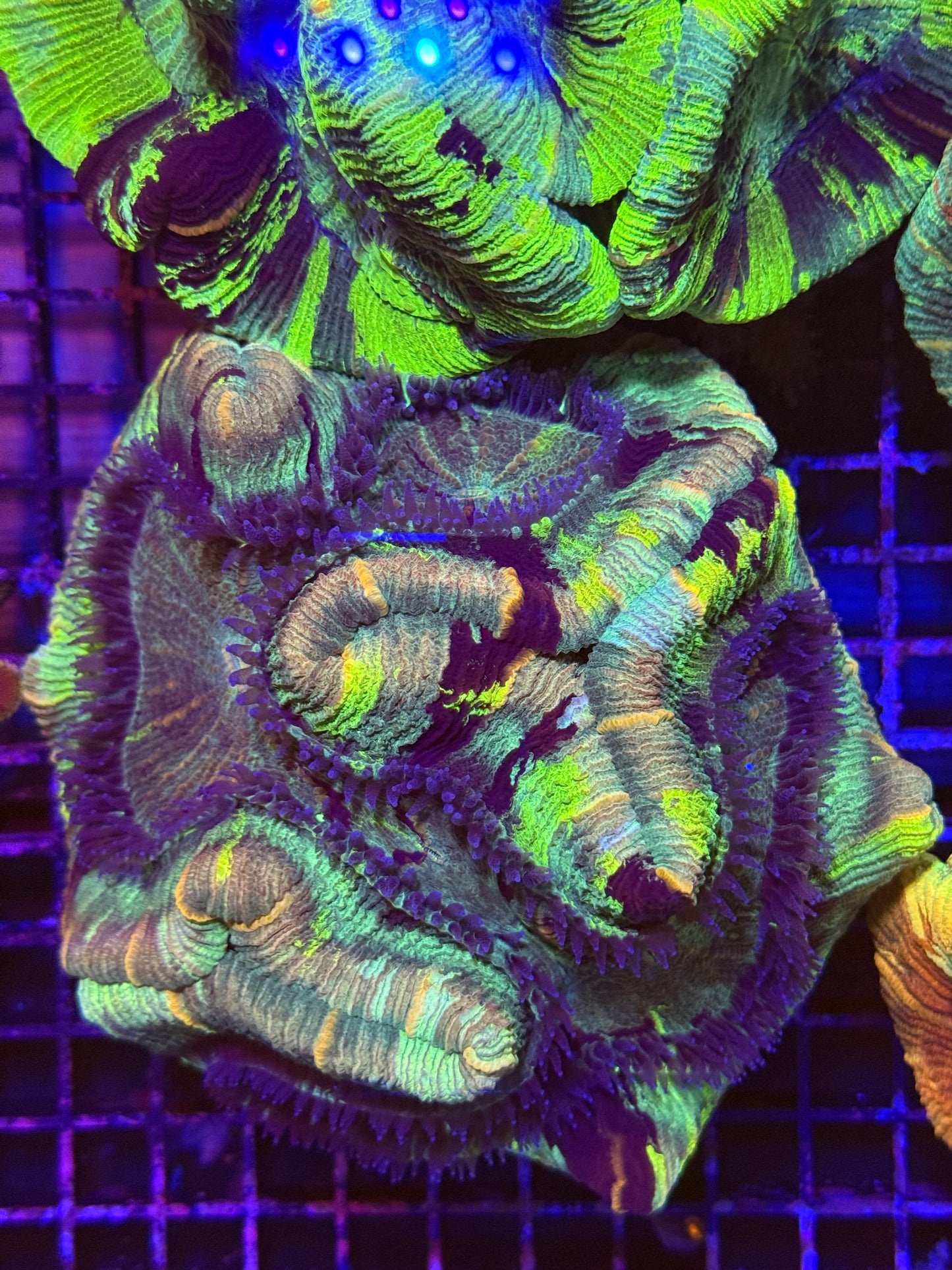 XL Trachyphyllia (🇦🇺) #2