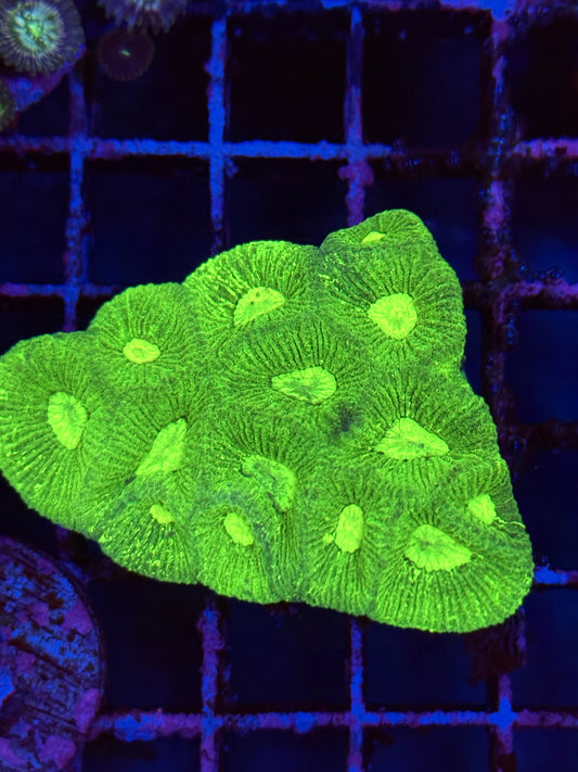 Toxic Green Favia
