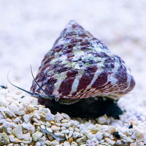 Banded Trochus Snail (Trochus histrio)