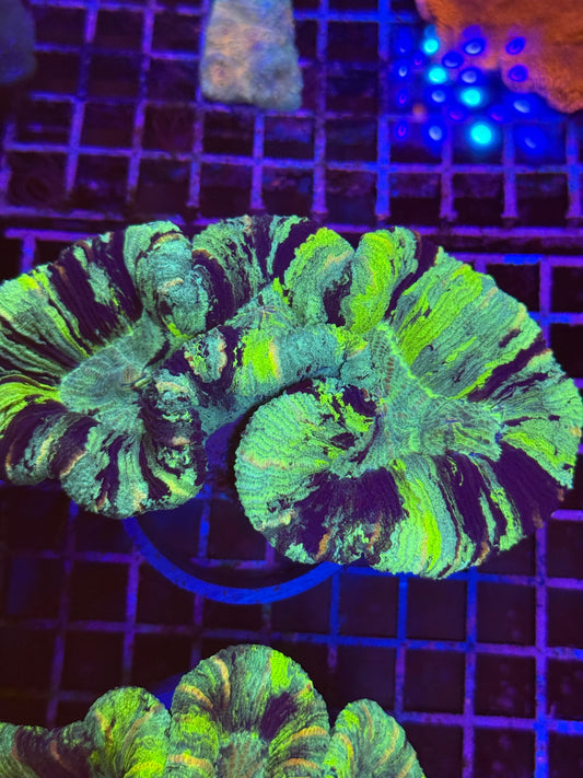 M Trachyphyllia (🇦🇺) #23