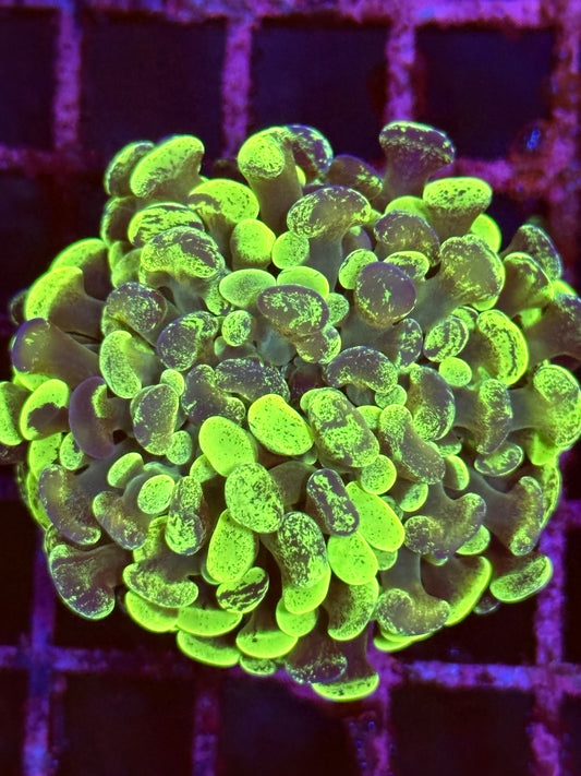 Green Splatter Hammer Coral (🇬🇧)