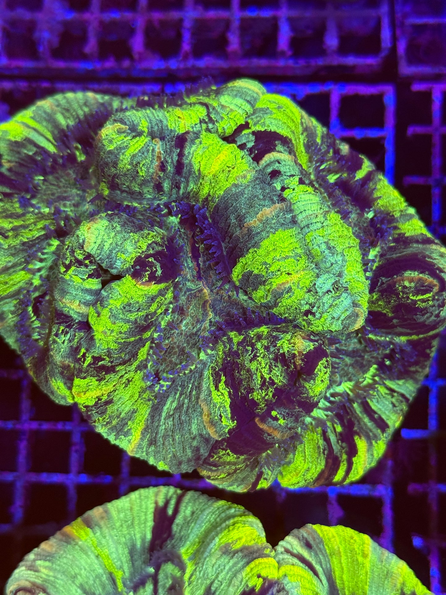 L Trachyphyllia (🇦🇺) #18