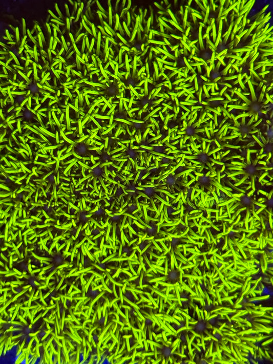 Green Star Polyp (🇬🇧)