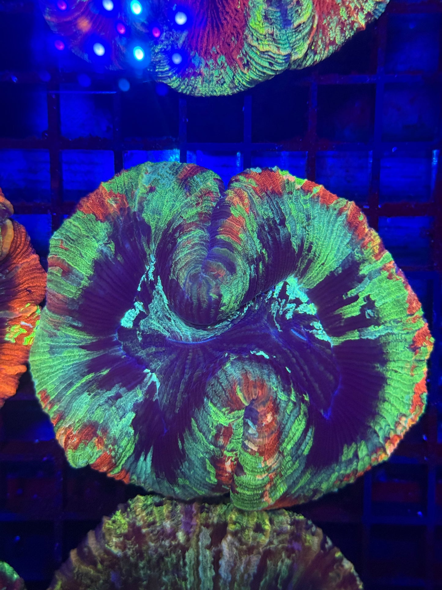 Rainbow Trachyphyllia