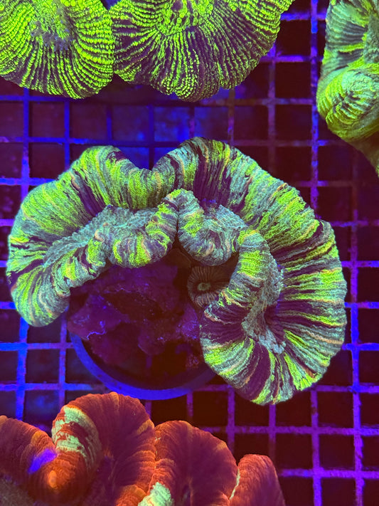 M Trachyphyllia (🇦🇺) #27