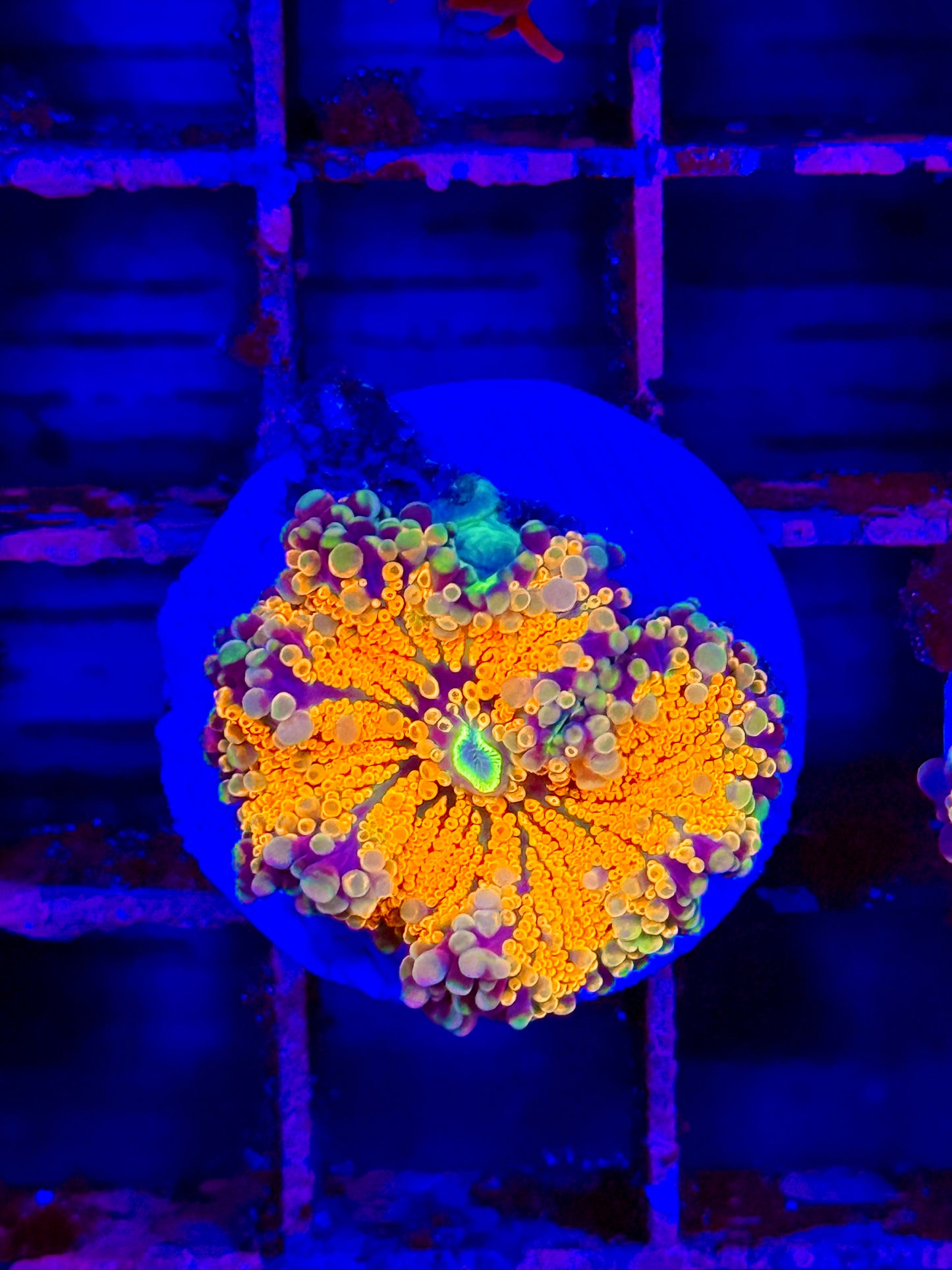 Ultra Yuma Mushroom (🇮🇩)