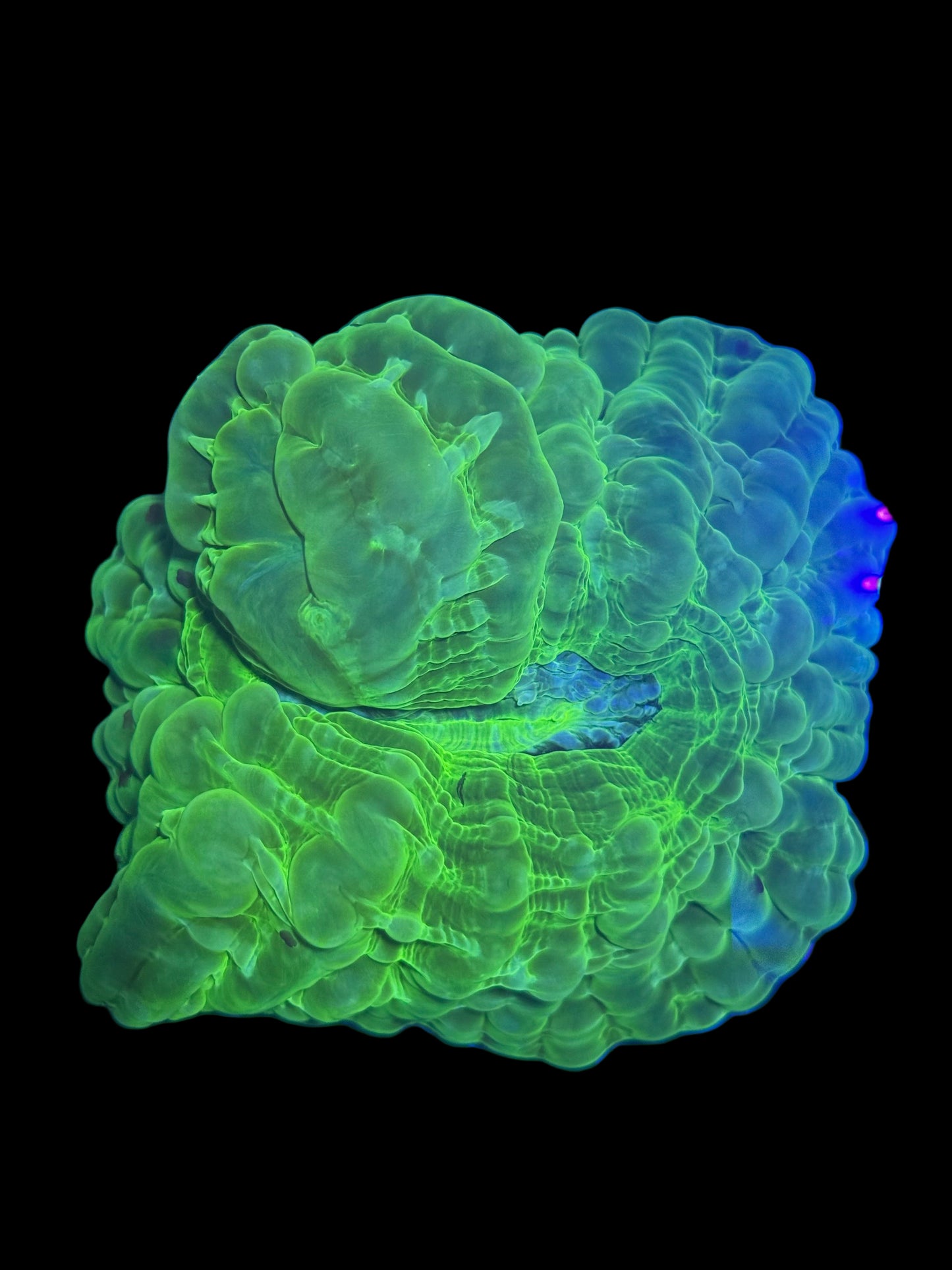 Ultra Green Cynarina (🇮🇩)