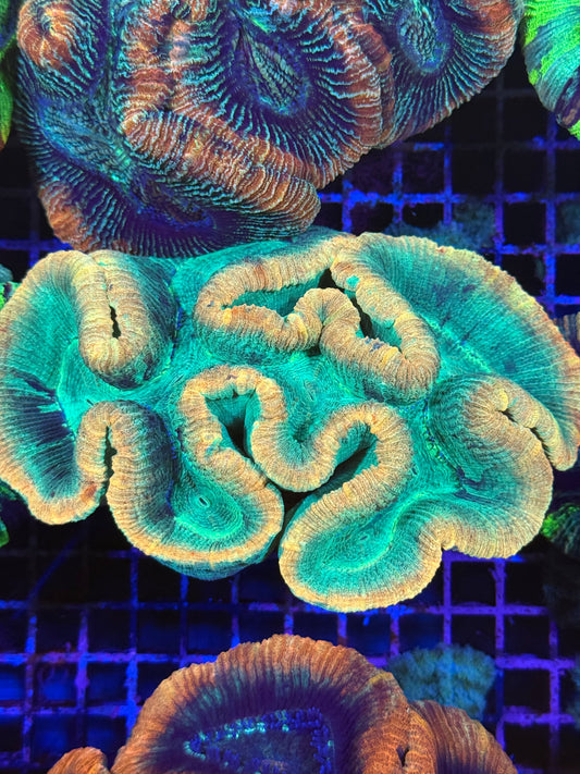 L Trachyphyllia (🇦🇺) #11