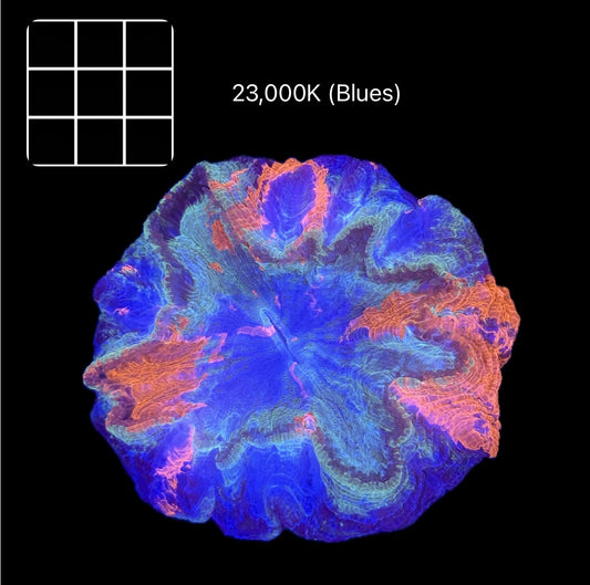 Super Splatter Acanthophyllia #3