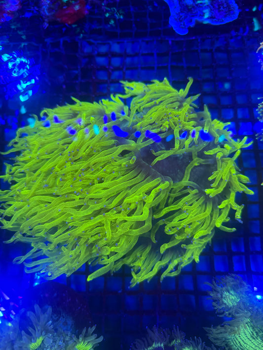 Chernobyl Elegance Coral (☢️)