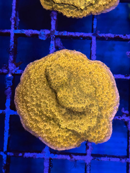 Tropicana Twister Montipora