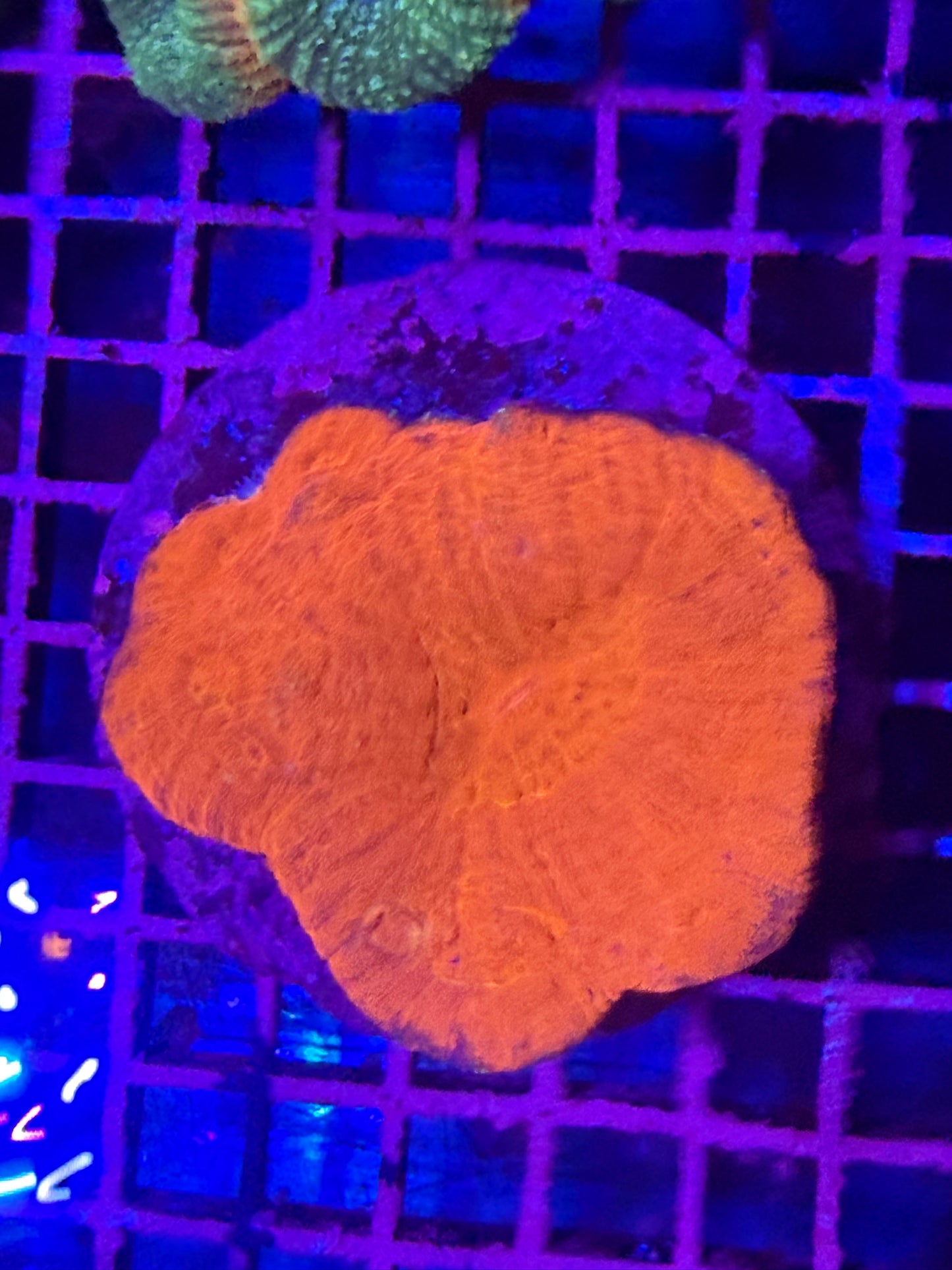 M Lobophyllia (🇦🇺)