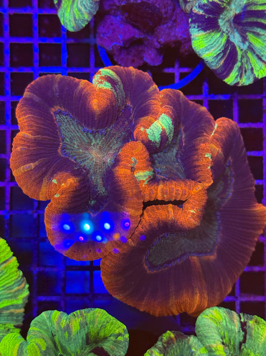 M Trachyphyllia (🇦🇺) #26