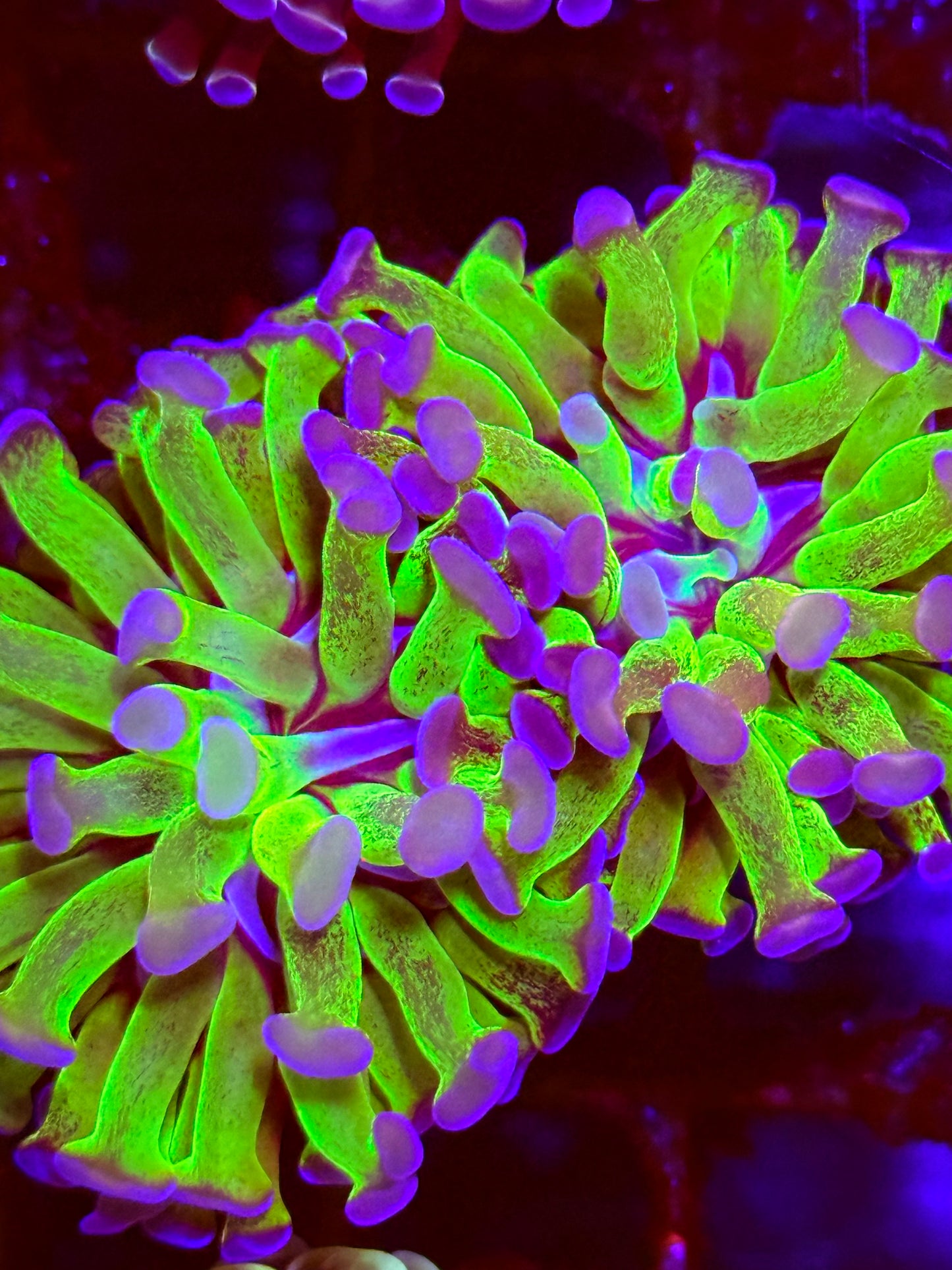 Purple-Green Hammer Coral (🇮🇩)