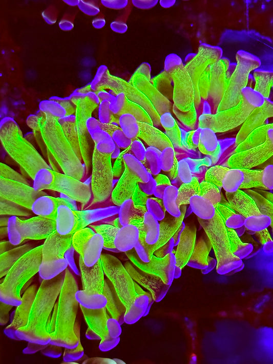 Purple-Green Hammer Coral (🇮🇩)