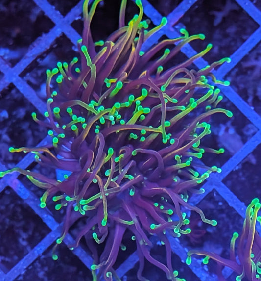 Dragon Soul Torch Coral (🇮🇩)