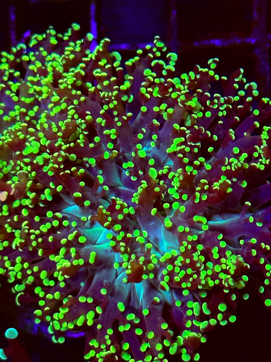 Green FrogSpawn Coral (🇮🇩)