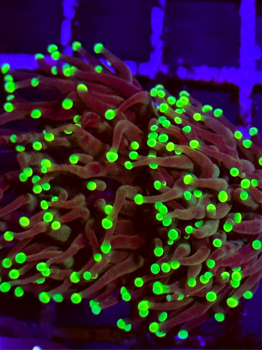 Green Tip Black Torch Coral (🇮🇩)