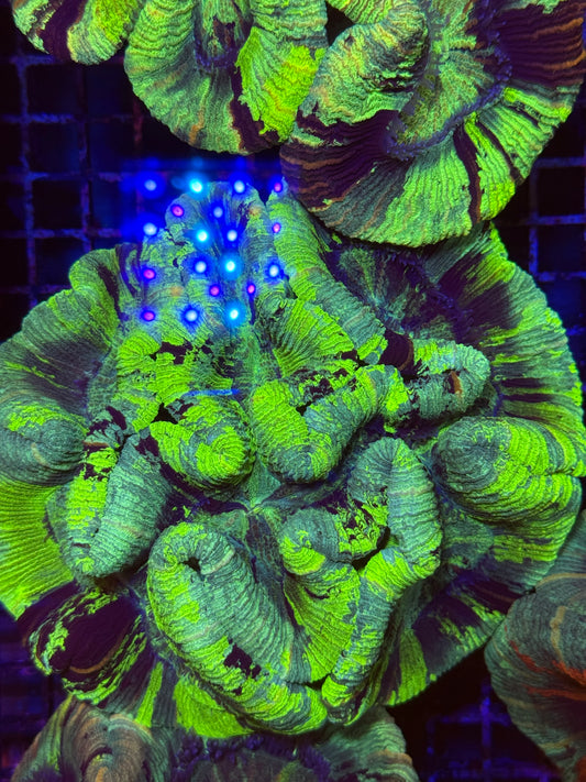 XL Trachyphyllia (🇦🇺) #3