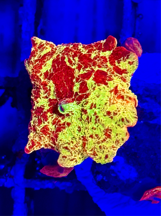 JawBreaker Mushroom (🇮🇩)