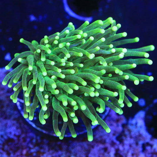 Green Torch Coral (🇮🇩)