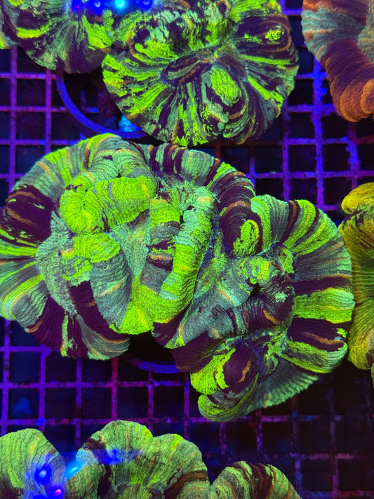L Trachyphyllia (🇦🇺) #5