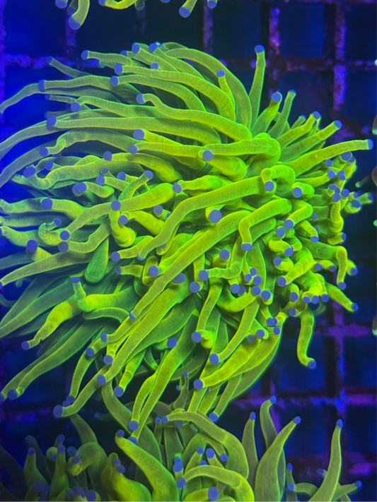 Ultra Grail Torch Coral (🇦🇺)