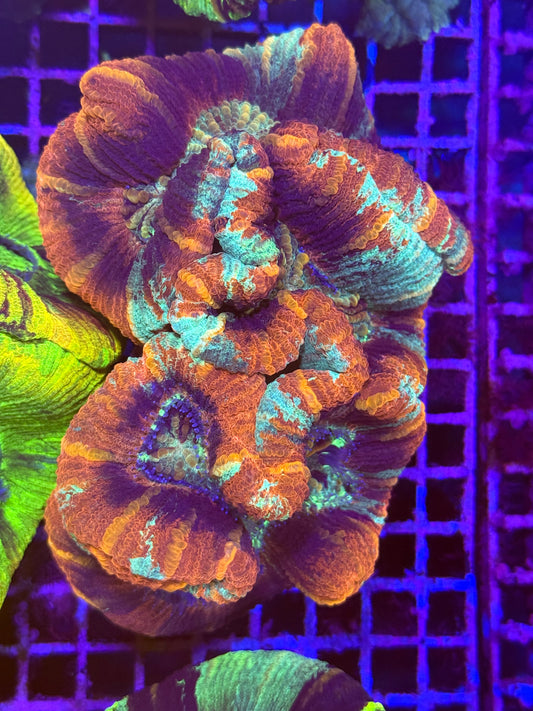 XL Trachyphyllia (🇦🇺) #9