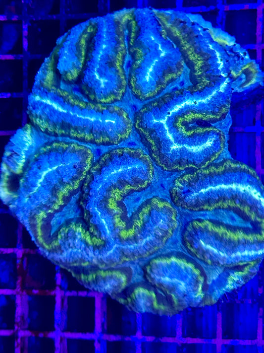 L Lobophyllia (🇦🇺)