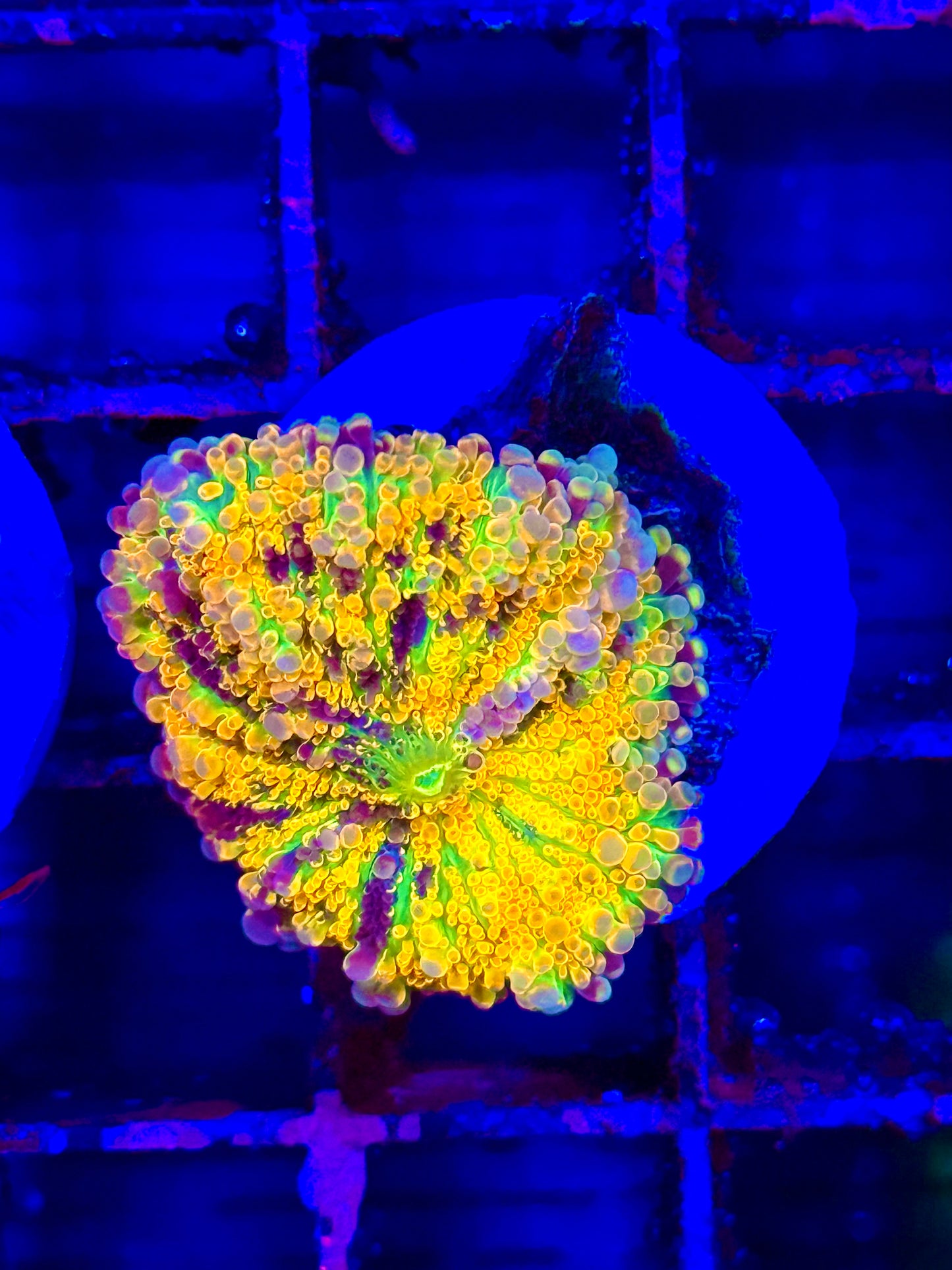 Ultra Yuma Mushroom (🇮🇩)