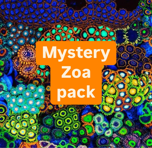 Mystery Zoa Pack