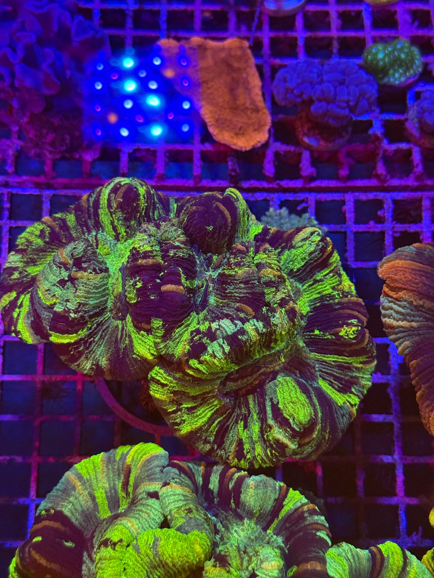 L Trachyphyllia (🇦🇺) #6