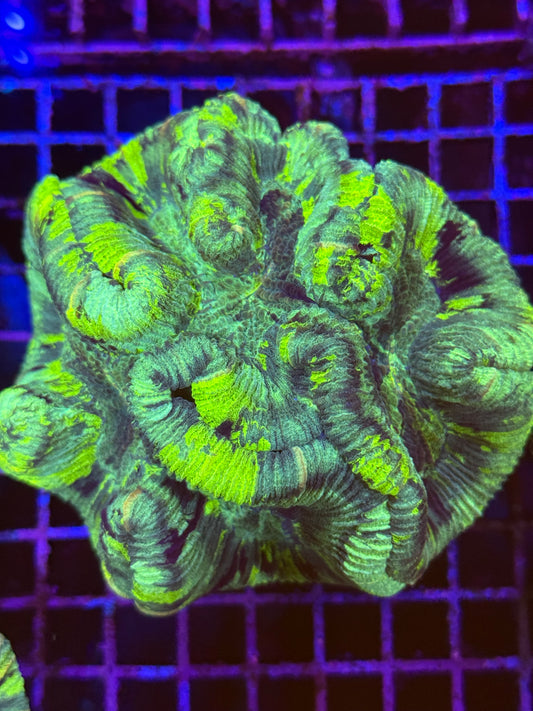 S Trachyphyllia (🇦🇺) #31