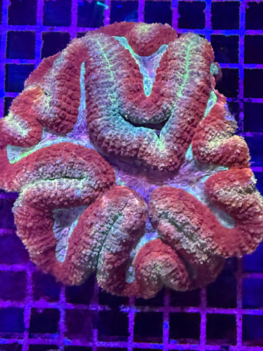 L Lobophyllia (🇦🇺)