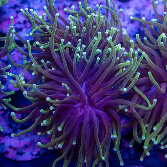 Hellfire Torch Coral (🇮🇩)