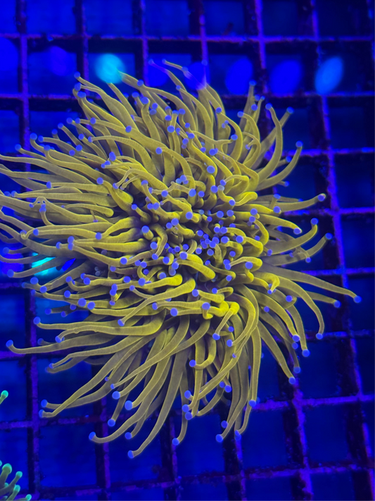 24k Torch Coral (🇮🇩)