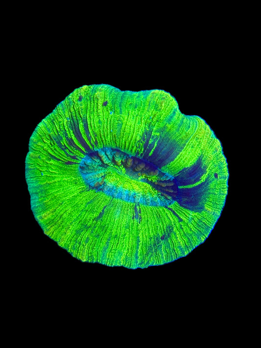 Green/Cyan Trachyphyllia (🇮🇩)