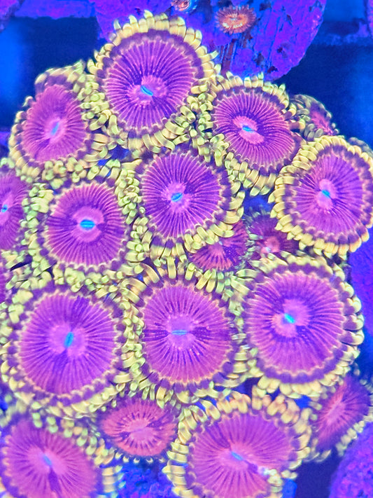 “Fake Lime Chile” Zoas