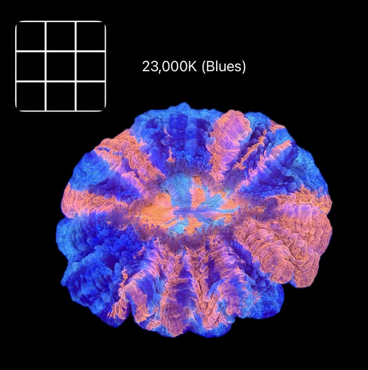 Super Splatter Acanthophyllia #1