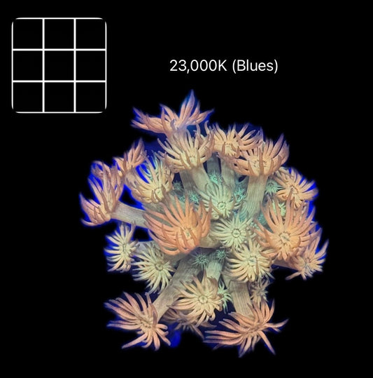 Amaze-Balls Goniopora