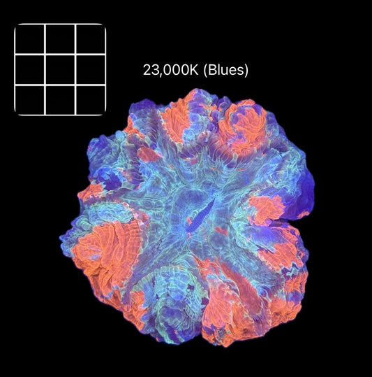 Super Splatter Acanthophyllia #2